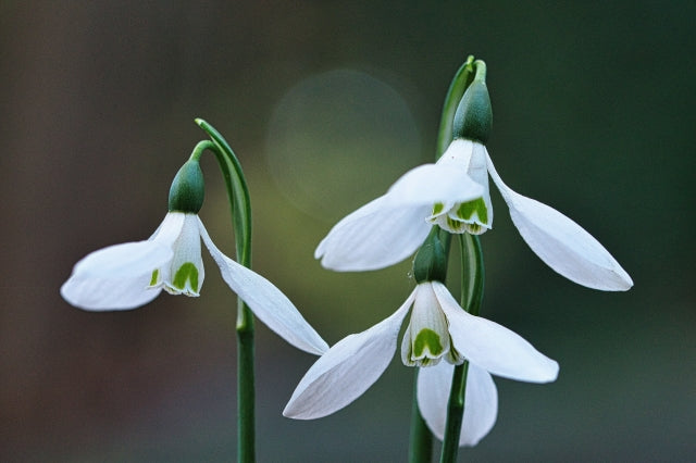 1月22日の誕生花と花言葉グズマニアスノードロップ一年366日の花のイラスト
