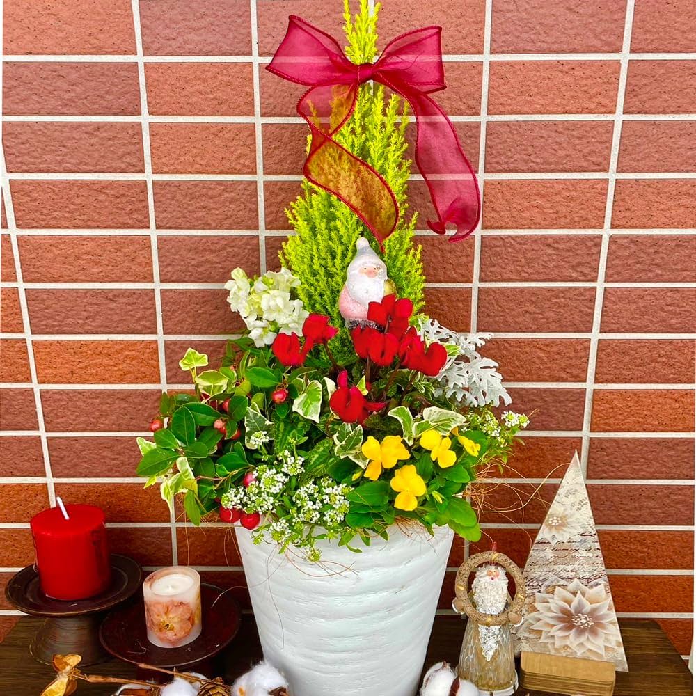 クリスマスを彩る寄せ植えの作り方初心者でもすぐにできる方法や管理のポイントを紹介コーナンTips