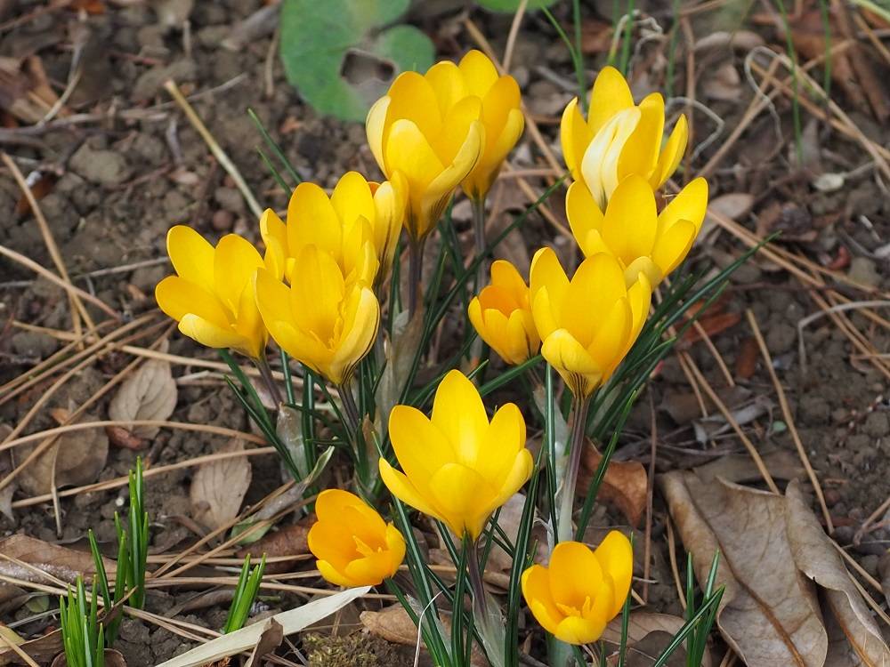 サフランの花、クロッカスの黄色い花の写真素材26672049- PIXTA