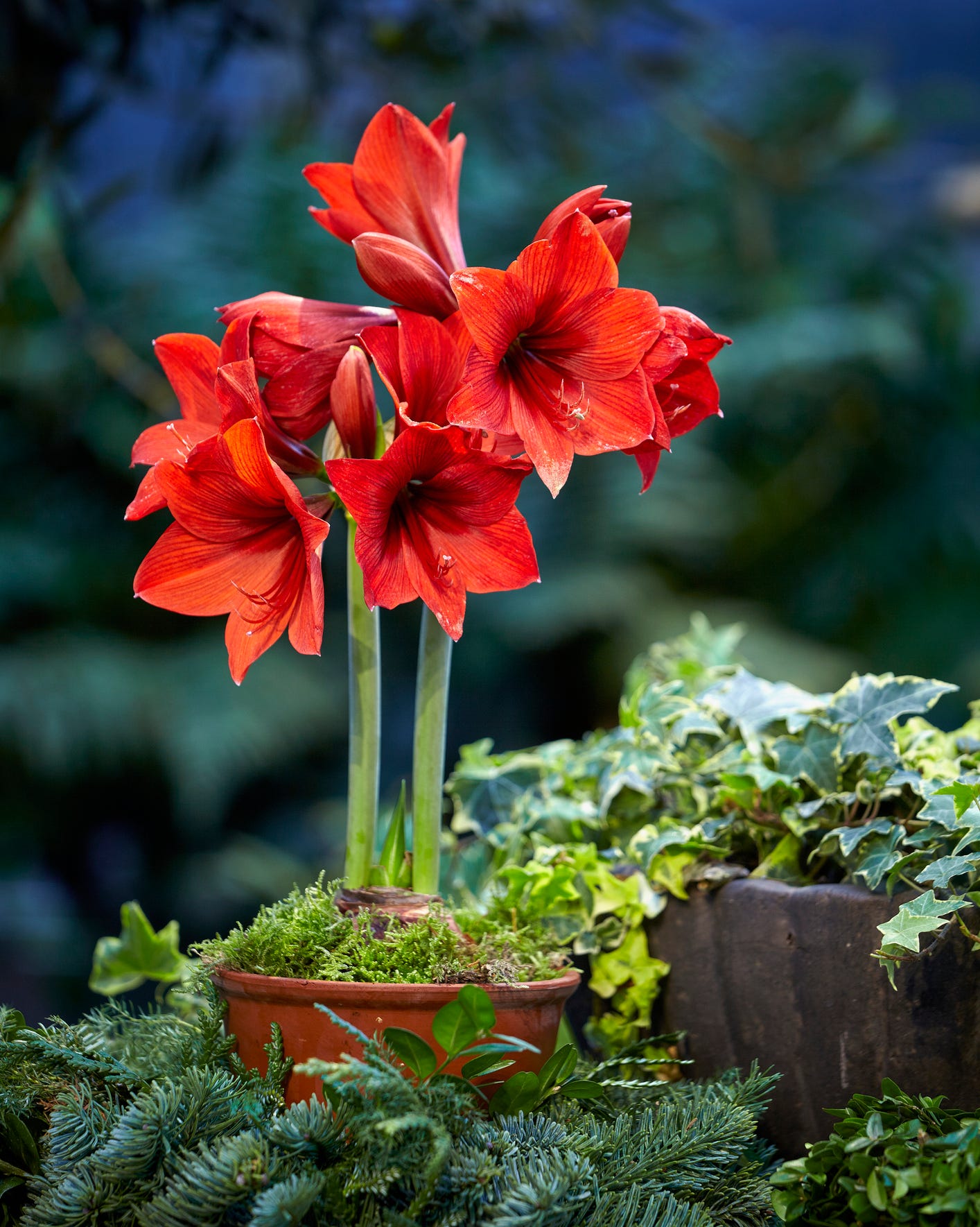 12月の庭花 冬の庭を彩る貴重な花々！ 12月に咲く人気の花20選GardenStoryガーデンストーリー
