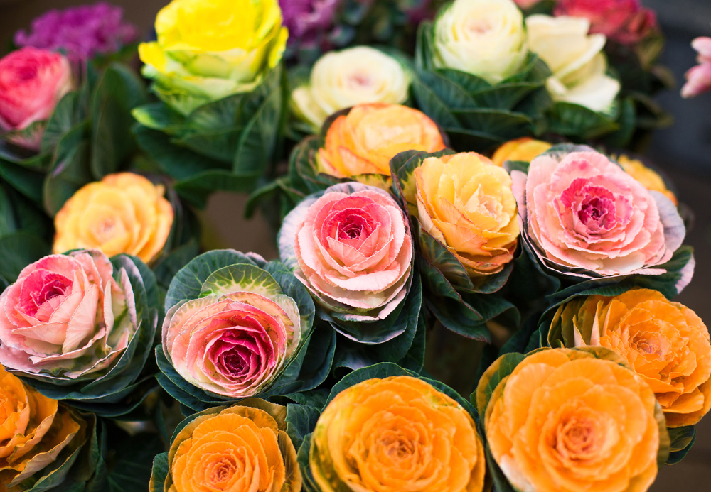 週末マイファーム―日本人の心を受け継ぐお正月の葉牡丹―広島県福山市の注文住宅ならオキホーム