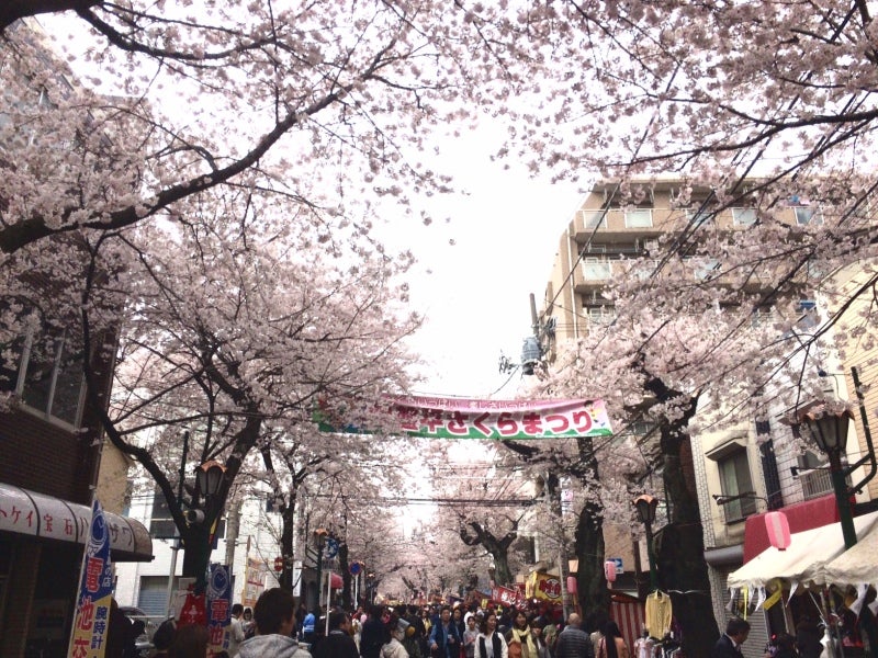 常盤平さくらまつり 2017photo+