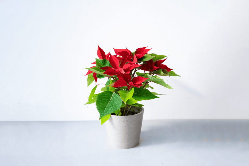 クリスマスにぴったりの花8選おすすめ植物の育て方や豆知識植物とあなたをつなぐPlantia