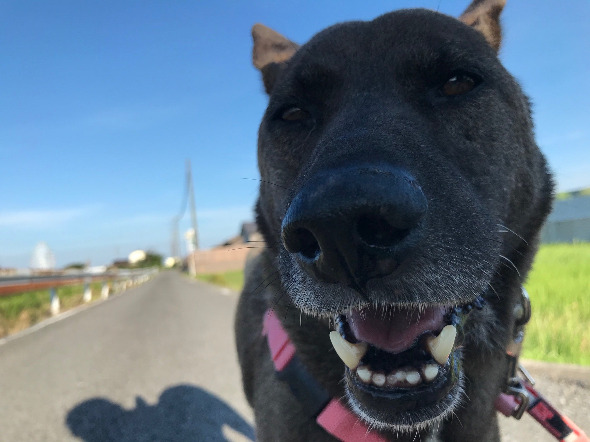 サンタとともに〜保護犬と向き合うということ～ １２男坊サンタ