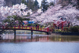 茂原公園 桜の山の春の市 ～出店者募集！～ 茂原市- 地域情報紙シティライフ