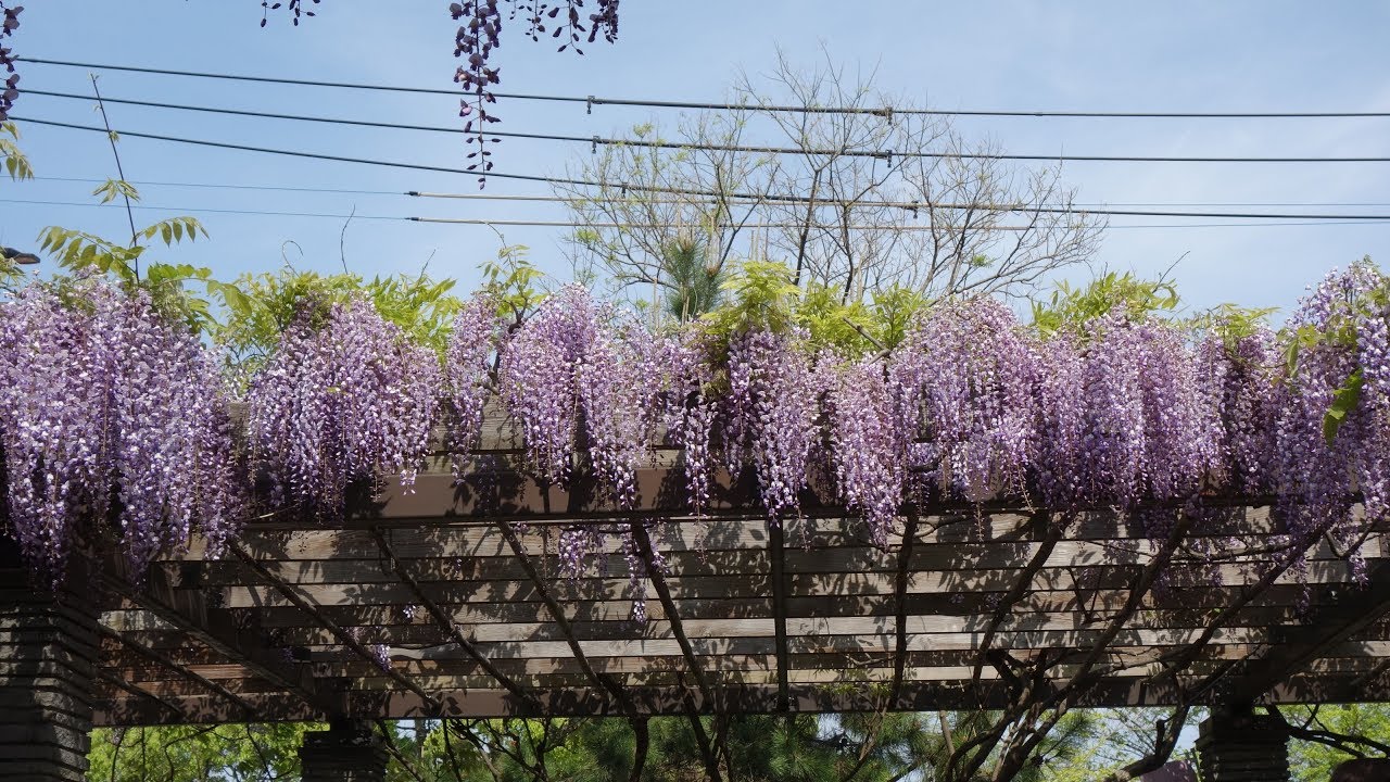 福岡 藤の名所＆イベント 二日市温泉近くの“藤寺”武蔵寺で藤が満開！21日は「藤まつり」 筑紫野市 福岡・佐賀 週末楽しむニュースマガジンジモタイムズ・九州朝日放送