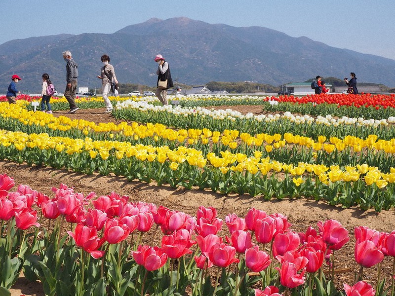 直方市 のおがたチューリップフェア2025春の絶景！15万本のチューリップ畑