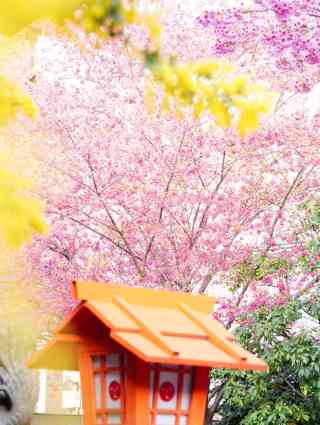 蔵前神社のミモザと河津桜蔵前神社ミモザ河津桜東武橋東京スカイツリーDigital Life Innovator