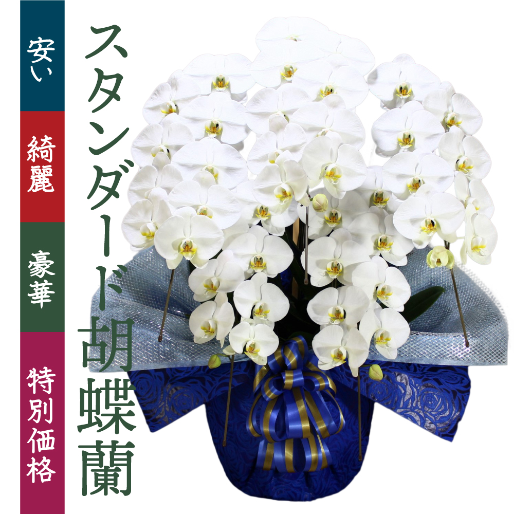 就任祝い 社長就任 昇進のお花や胡蝶蘭・観葉植物・アレンジメントなどのお祝い花とマナーなら花秘書