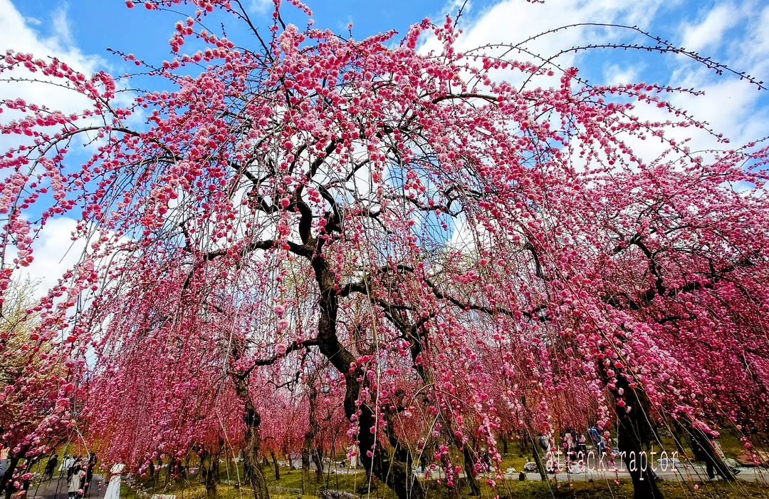 三重県 いなべ梅林公園 2025年3月の見頃や開花状況！実際の写真、梅まつり情報主婦の気になる色々♪