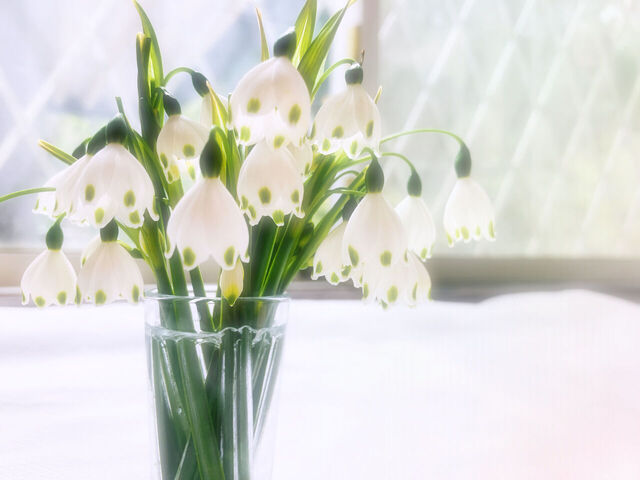 誕生花イラスト_1月16日_スノードロップnerinenerine_storeのアクリルブロック通販 ∞ SUZURI スズリ