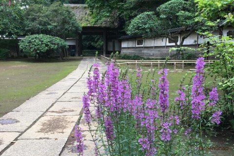 ミソハギの花花咲く祈りの寺☆清瀧寺