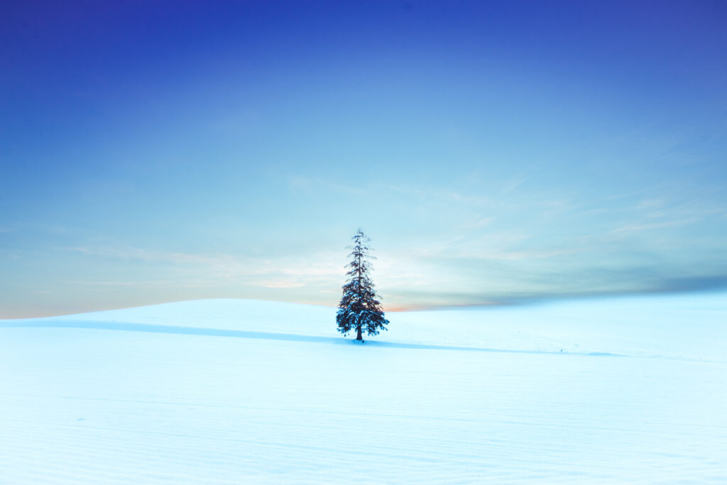 🌲クリスマスツリーの木 北海道美瑛町にある冬の観光スポット✨ 快晴の青空と太陽が重なるときは絶景！ 美瑛町は人気のスポットで、