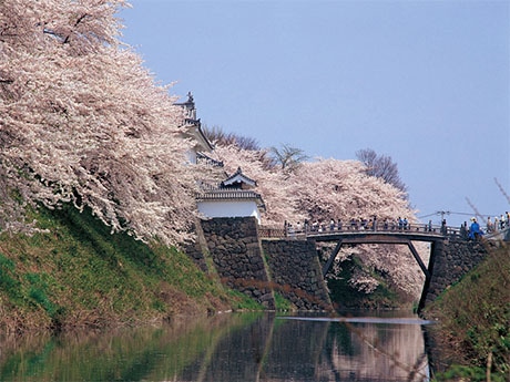 霞会館が駐日代表公邸に桜植樹 10周年で記念の茶会 台湾 - ライブドアニュース