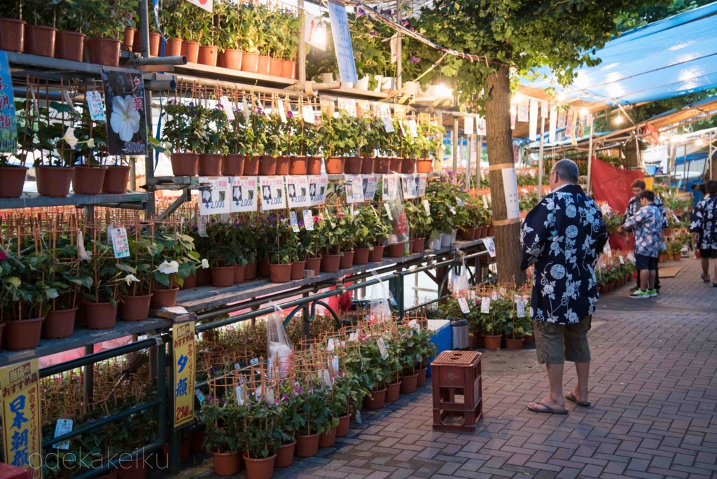 東京入谷 朝顔祭り 朝顔のお守りの写真素材37896210- PIXTA