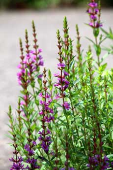 ミソハギの花言葉を紹介お盆に飾るミソハギはどんな花？特徴・意味を解説 - 花だより