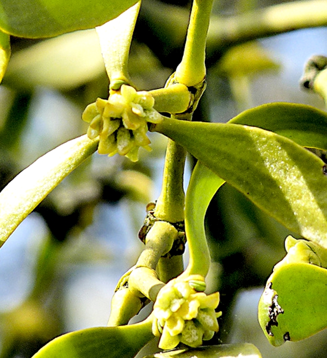 クリスマスに飾る植物～ヤドリギってなぁに？ことばのちからイングリッシュスクール個別指導教室