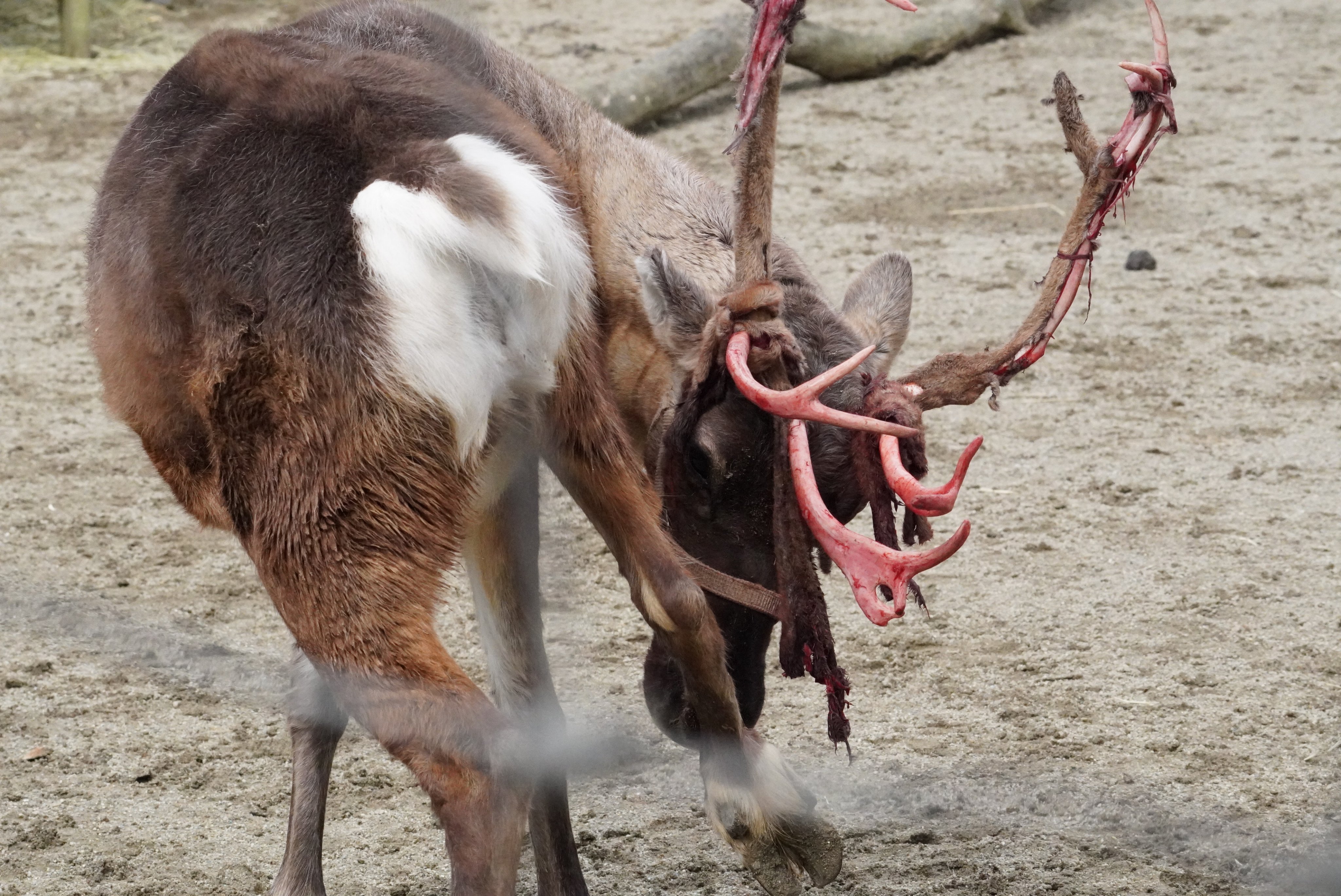 吉祥寺良品 トナカイ！クリスマスと言えば赤い鼻のトナカイさん！のかぶりものをかぶっちゃいましょう！ – KICHIJOJI STORE-吉祥寺良品