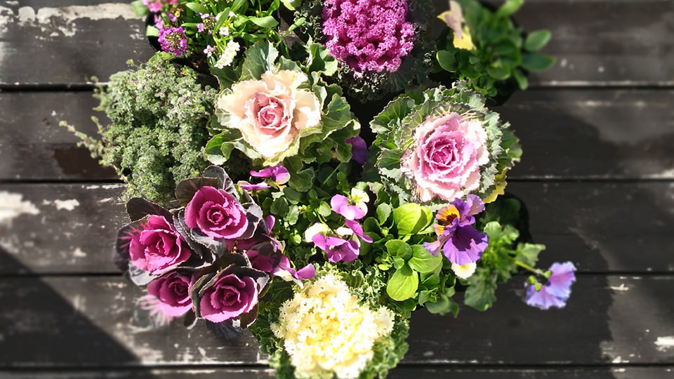 お正月に飾りたい花はコレ！ 新年を彩る人気の花・葉牡丹のお話プリザーブドフラワー製作ブログ