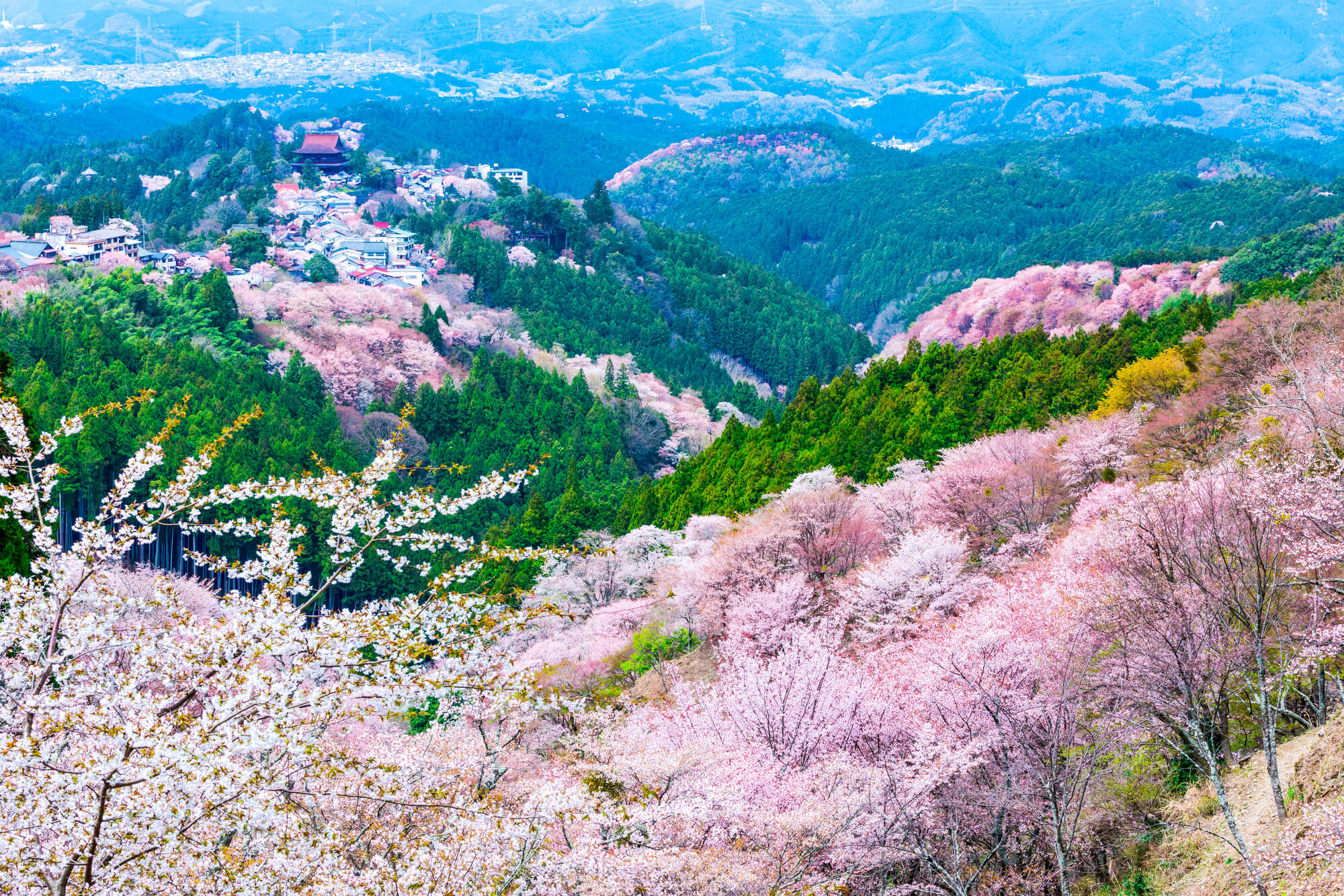 豊臣秀吉も見た絶景！春の喜びに包まれる吉野山 - 器とたべもの