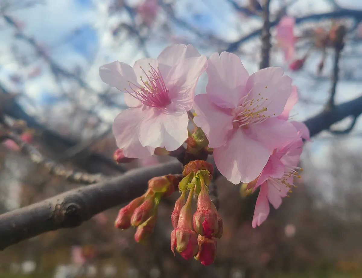 お花見の後は・毎日更新、ぶはっ！と笑える面白画像満載～ビンブタ好き！ - 楽天ブログ