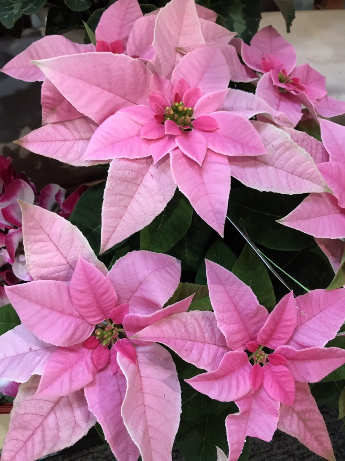 クリスマス風ミニシクラメンの寄せ植え