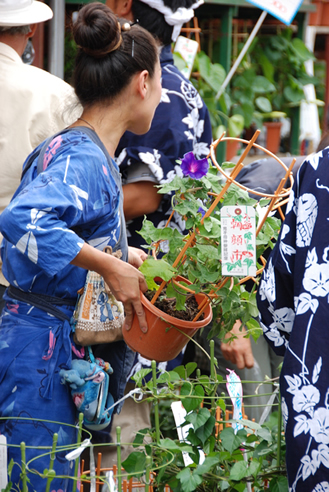 4年ぶり開催「入谷朝顔まつり」TOKYO MX+ プラス