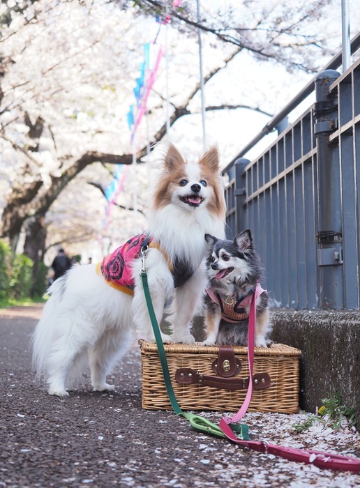 2025年大岡川の「第２回みなみ桜まつり」、屋台は何日間？駐車場情報と混み具合もご案内！木の葉ブログ