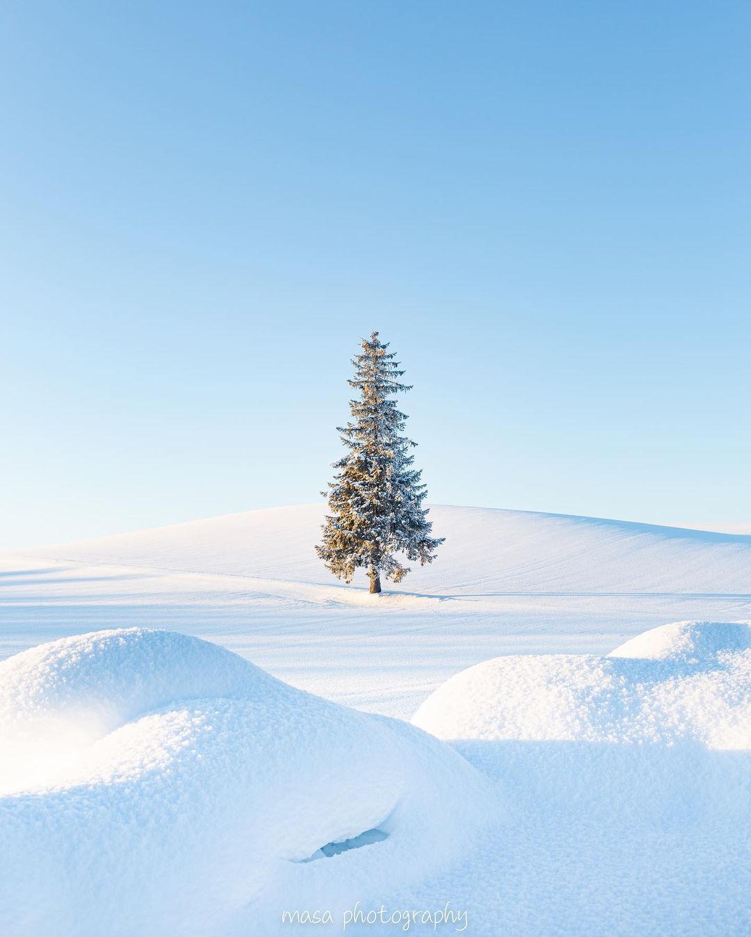 美瑛町の冬のクリスマスツリーの木 - 地球の撮り方