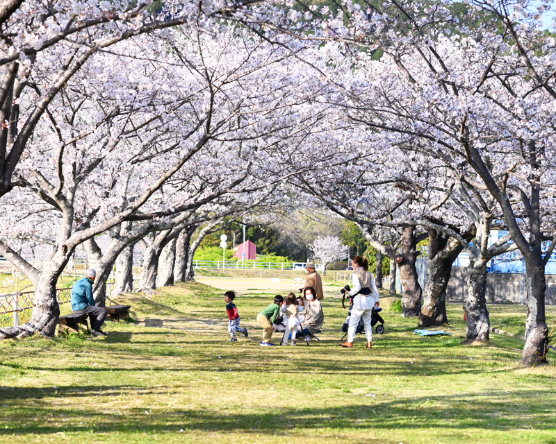 芝公園の桜東京タワーと桜の組み合わせが美しい花見スポットですKANAMARI かなまり