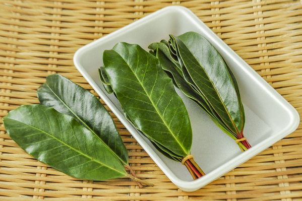 ユズリハ – はなもく散歩