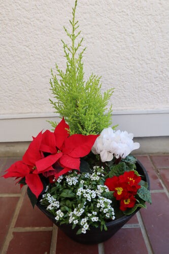 楽天市場 寄せ植え クリスマスの通販