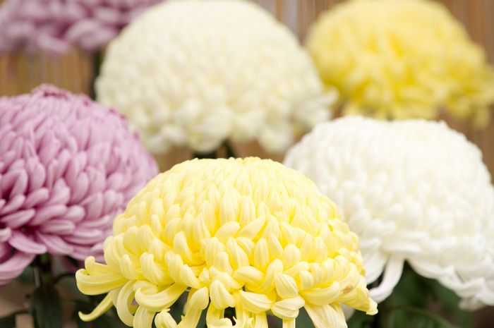 家族葬Ｄプラン - 葬儀・お葬式ならワイズセレモニー 立川市