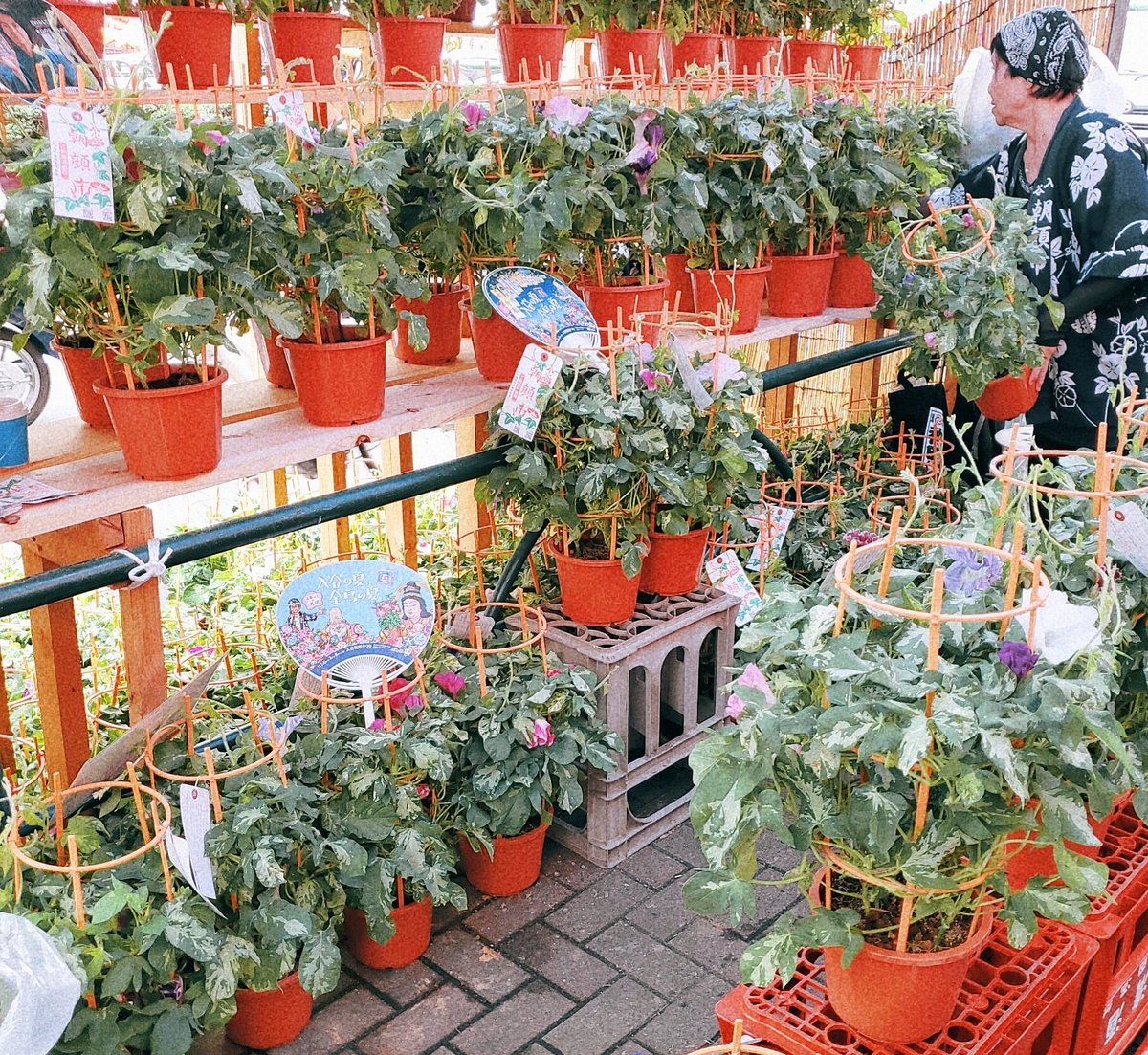 入谷朝顔まつり