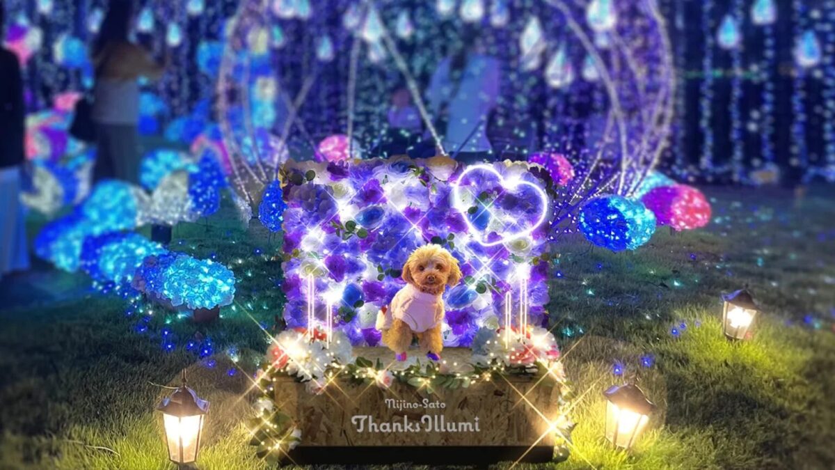 クリスマスシーズンにぴったり！〜愛犬とクリスマスお出かけ2024〜「 イヌマグお出かけ部」INUMAG イヌマグ