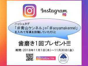 10月ハロウィンキャンペーン銀座のエステサロン メディカルスリム&ビューティーレイア
