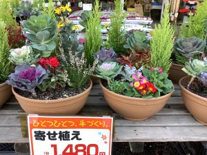 クリスマスにポインセチア ゴールドを！簡単な寄せ植えでワンランクアップ株式会社ハクサン花や植物、園芸資材を取扱う花卉園芸界の総合商社 種苗会社