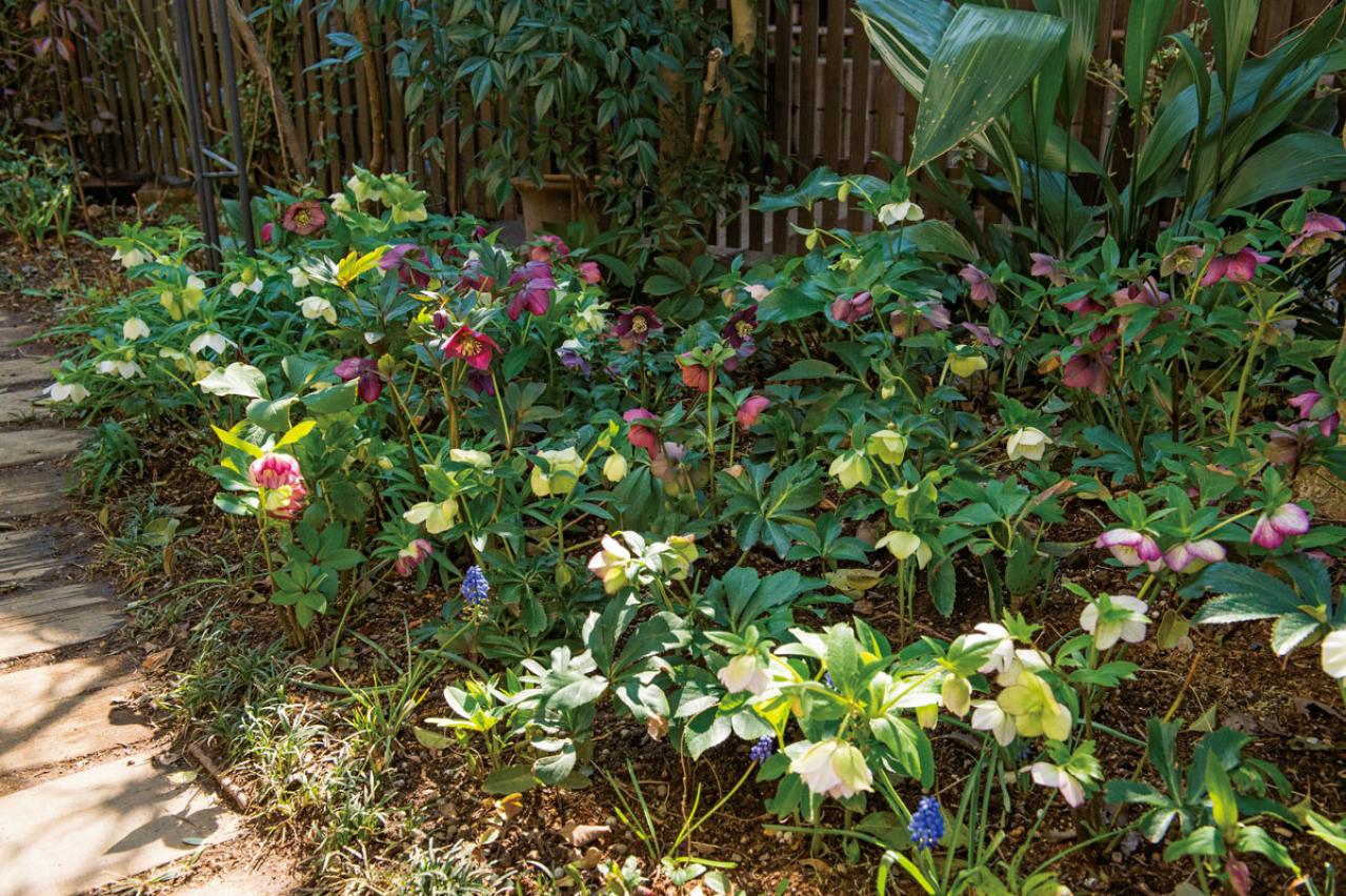 Amazon寄せ植え クリスマスカラー No.29 ガーデンシクラメン 春まで咲く 直径30cm鉢 寒さに強い 231116花