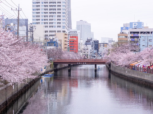 お花見の風景 屋台が楽しい大岡川mcさちの横浜便り