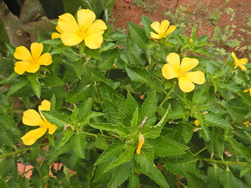 サフランの花言葉は喜び花言葉わかるサイト はなこと