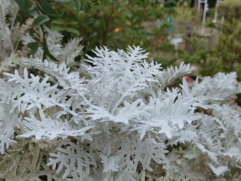 クリスマスローズの病気と害虫クリスマスローズをもっと知りたいブログ