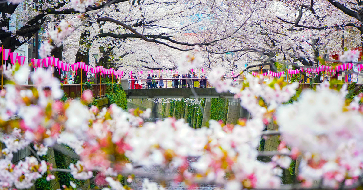 十四川の桜並木を楽しもう！お祭りもある？屋台やライトアップは？Reliable