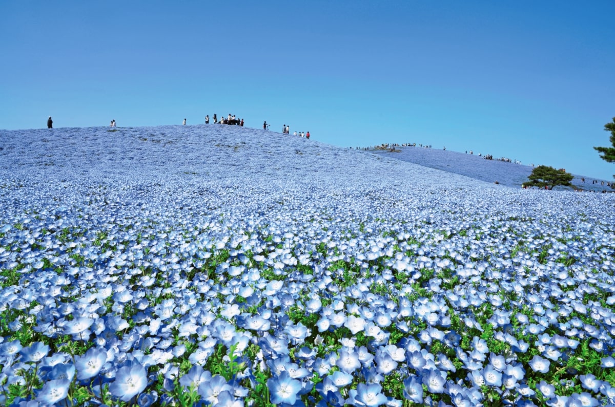 関東 花畑の結婚式前撮り事例前撮り写真＆結婚式のムービー撮影 PICNIKOピクニコ