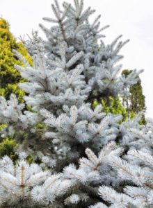 クリスマスツリーの用意の仕方！もみの木がない時に代用できる植物をご紹介！BOTANICA