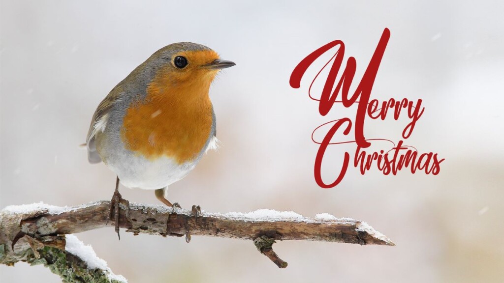 ChristmasとXmas、正しいスペルはどっち？2種類の違いを解説！@DIME アットダイム