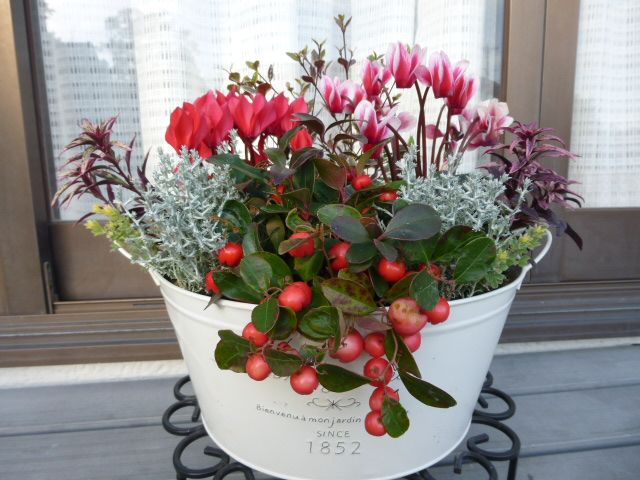 楽天市場マラソン期間☆エントリーでP10倍＆MAX10％クーポン 寄せ植え コニファー ガーデン 「コニファー サルフレア」 おすすめ 苗 植木鉢植え 誕生日 2.5〜3.5寸 玄関 ガーデニング アリゾナイトスギ サルフレア 常緑 シンボルツリー 垣根 生垣 クリスマス ツリー