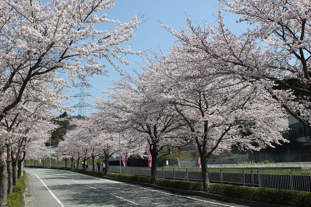 夙川河川敷緑地 夙川公園 の桜 西宮市- お花見2025 - ウォーカープラス