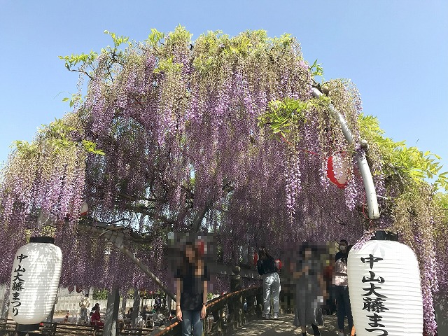 中山大藤まつり2025」 樹齢約300年の藤 夜はライトアップ 柳川市久留米ファン