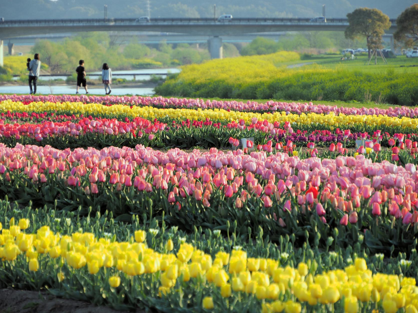 のおがた パンとスイーツと春の河川敷マルシェ2024イベント掲示板チクスキ