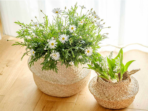 お正月は縁起物の花、菊 マム を！種類や長持ちさせるポイントLOVEGREEN ラブグリーン